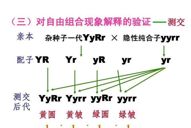 基因发生自由组合是在什么时期?