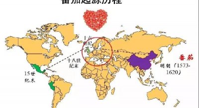 ​西红柿什么时候传入中国（番茄传入中国时间表）