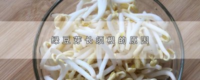 ​绿豆芽长须根的原因?解释绿豆芽长须根的环境