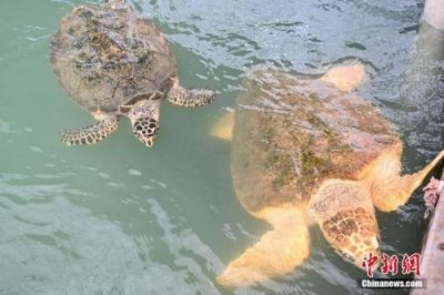 ​惠州海龟自然保护区游玩攻略  惠州海龟自然保护区旅游