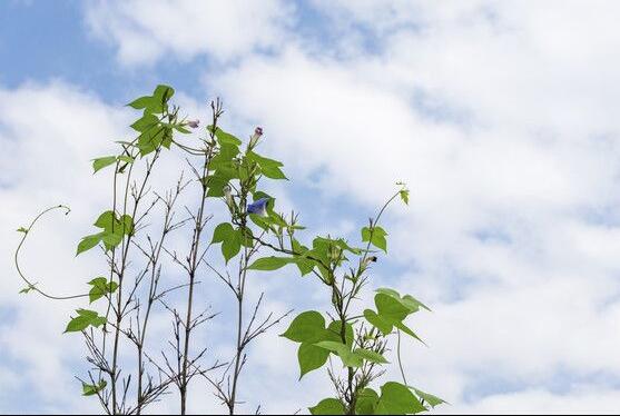 牵牛花代表的意义（牵牛花寓意着什么意思）