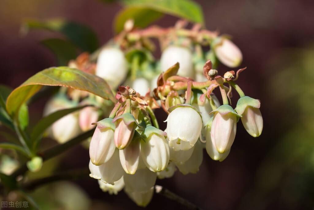 蓝莓的寓意和象征(蓝莓的季节一般几月)