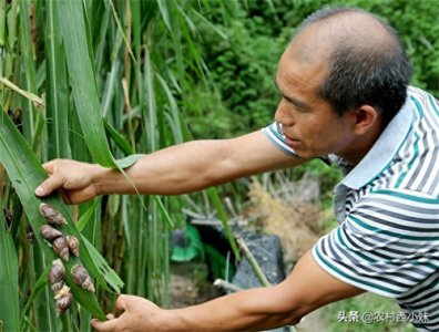 ​蜗牛怎么繁殖(蜗牛是如何繁殖的)