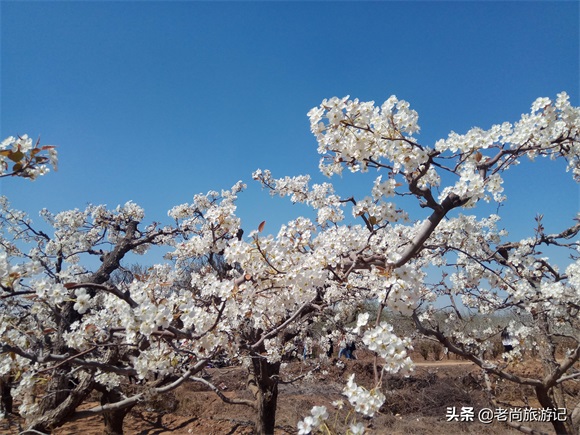 河北省邯郸市魏县梨花节