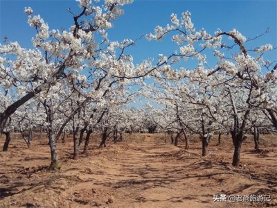 ​河北省邯郸市魏县梨花节