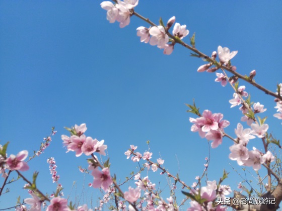 河北省邯郸市魏县梨花节