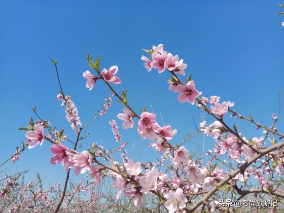 河北省邯郸市魏县梨花节