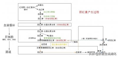 ​间接胆红素偏高 体检发现间接胆红素升高是怎么回事？