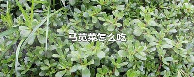 ​马苋菜可以降血压吗 马齿苋怎么吃降血压