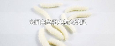 ​房间白色蛆虫怎么处理掉 房间白色蛆虫怎么处理好