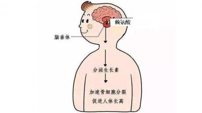 ​吃赖氨酸能长高吗 带您了解身高增长的秘密：生长激素