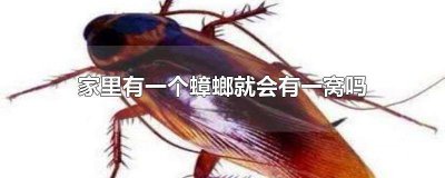 ​卧室有一只蟑螂是不是就有一窝 家里有一只蟑螂会不会有一窝