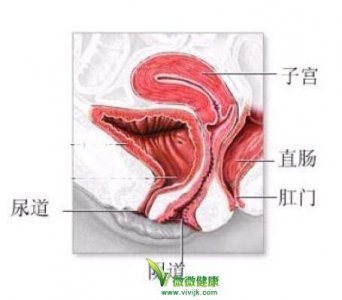 ​阴道长什么样 涨知识，女性的阴道结构