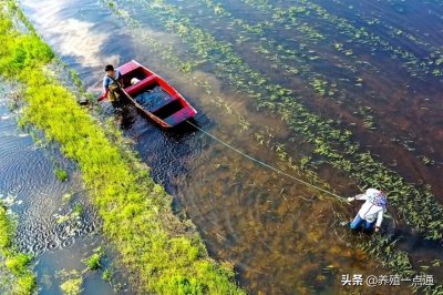 ​怎样养小龙虾长得又快又大（怎样养小龙虾长得又快又大呢）