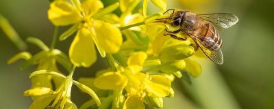 ​家里有蜜蜂窝怎么去除 家里有蜜蜂窝是怎么回事