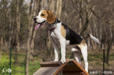 ​比格犬好养吗有什么优点缺点（比格犬适合家庭养么）