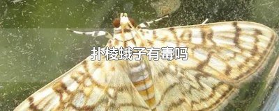 ​扑了蛾子最怕什么 扑棱蛾子是什么意思