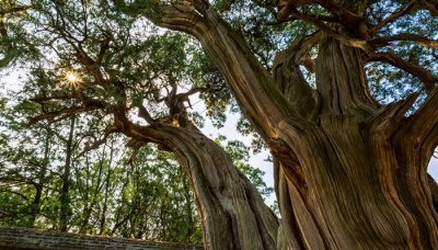 ​从植物古柯树叶中提取的一种生物碱叫什么 古柯树叶中提取的一种生物碱叫什么名