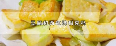 ​豆腐西红柿相克吗? 大豆腐和西红柿相克吗