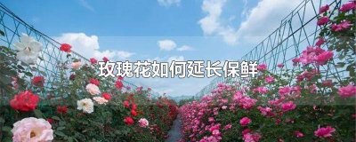 ​怎样能让玫瑰花保鲜的时间最长? 怎样才可以让玫瑰花保存的时间更长