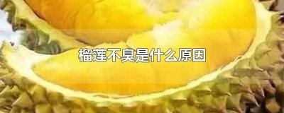 ​榴莲不臭是什么原因造成的 榴莲不臭是什么原因呢