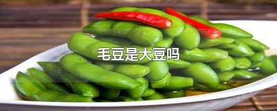 ​毛豆属于什么豆 毛豆属于豆类食品吗