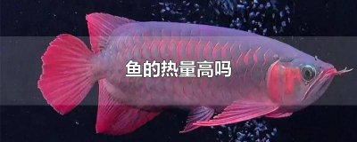 ​干鳕鱼片热量高吗 烤鳕鱼片会发胖吗