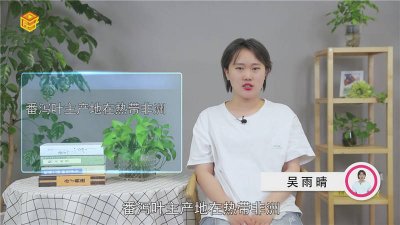 ​番泻叶又叫啥[番泻叶的产地是哪]