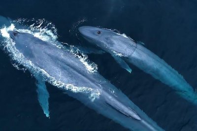 ​海洋动物活动的特点（介绍海洋生物的运动特征）