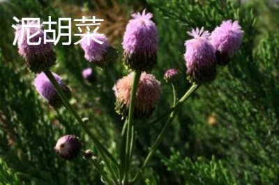 ​泥胡菜与荠菜区别