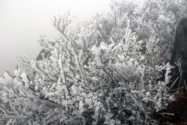 广东金子山变为冰雪童话世界，最佳赏雪时间在这三天