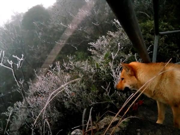 广东金子山变为冰雪童话世界，最佳赏雪时间在这三天