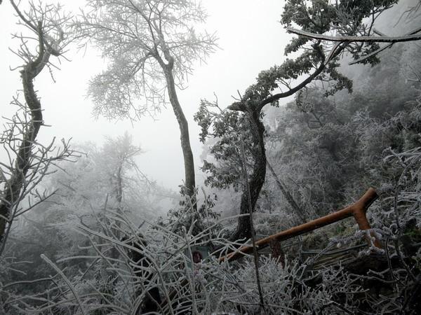 广东金子山变为冰雪童话世界，最佳赏雪时间在这三天