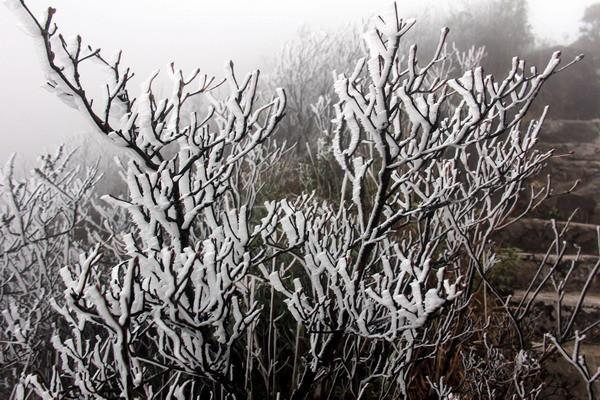 广东金子山变为冰雪童话世界，最佳赏雪时间在这三天