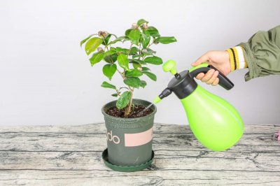 ​山茶花在什么季节开花，山茶花花开败后要摘下吗