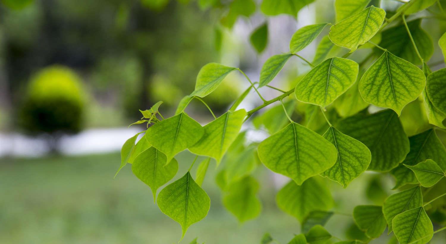 菩提树