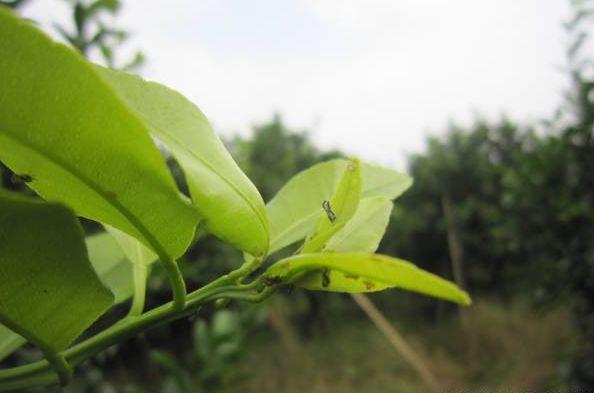 橘园虫录——“地狱使者”木虱