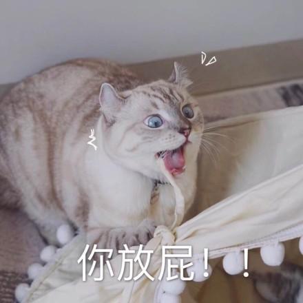 一组猫咪萌宠表情包，我会有猫的