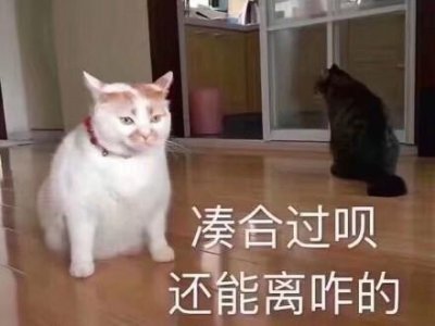 ​一组猫咪萌宠表情包，我会有猫的