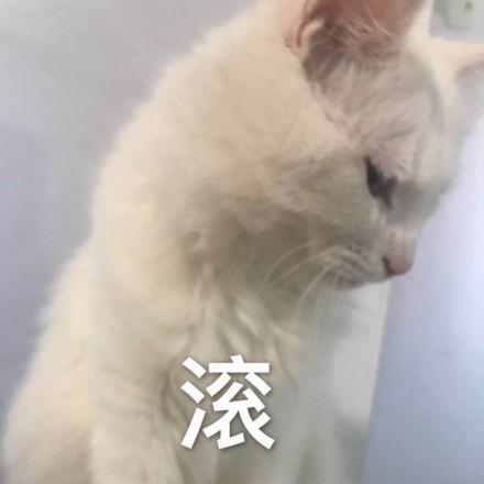 一组猫咪萌宠表情包，我会有猫的