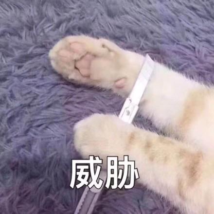 一组猫咪萌宠表情包，我会有猫的