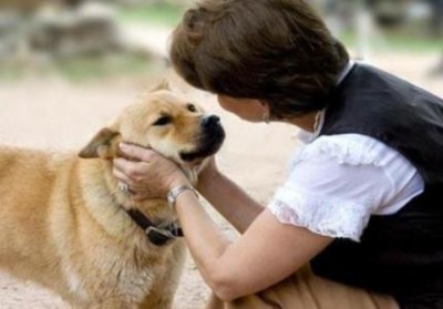 ​西德犬多大可以训练西德犬几个月立耳朵