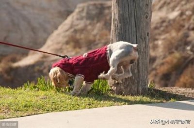 ​泰迪犬行为争议：好色行为背后的真相探讨