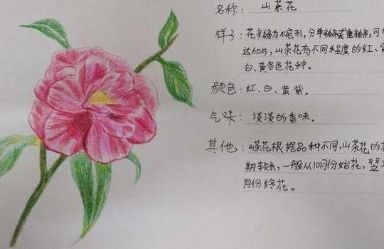 小学三年级植物记录卡（小学三年级植物记录卡梅花）