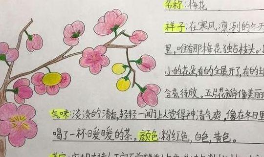 小学三年级植物记录卡（小学三年级植物记录卡梅花）