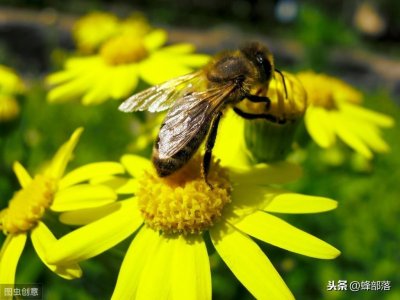 ​新手养蜂，只有100只蜜蜂能养活吗？重点注意这3种情况