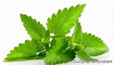 ​味道和外形都极其相似的留兰香和薄荷有什么区别