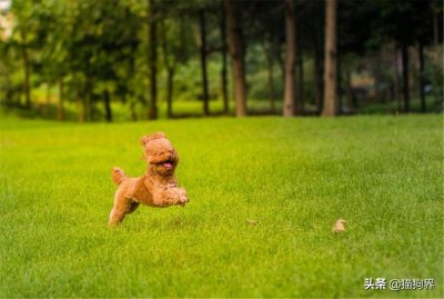 为何泰迪的毛不卷?你有没有注意这些问题#狗狗大明星#