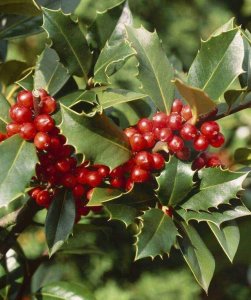 猫儿刺,老虎刺,农村都见过,浑身是宝你知道吗?