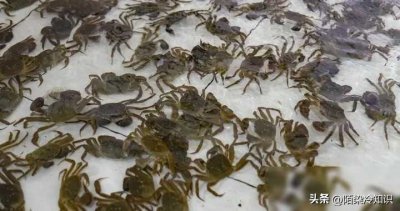 2024年2月17日螃蟹大闸蟹价格更新